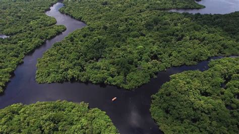 curiosidades da floresta amazônica